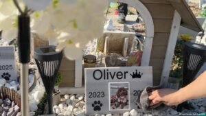 In Cyprus, dogs are beloved, and too often abandoned