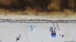 Algae bloom off Mexico’s coast is scaring away tourists
