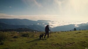 A dream job as a shepherd? Life on a French alpine pasture