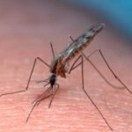 Frankfurt Airport workers die after malaria infection