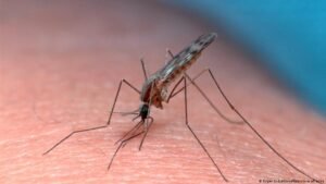Frankfurt Airport worker dies after malaria infection