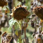 As drought hits Germany’s harvest, will food prices rise?
