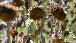 As drought hits Germany’s harvest, will food prices rise?