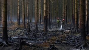Belgium widlfire: Rains help High Fens containment efforts