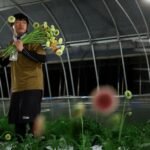 Avoiding the heat, Japan’s farmers are working nights