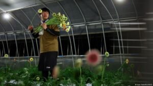 Avoiding the heat, Japan’s farmers are working nights