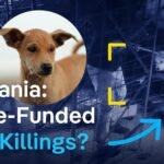 Millions made from dog shelters in Romania