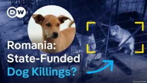 Millions made from dog shelters in Romania