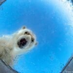 Orcas and polar bears: Best wildlife photos of 2026
