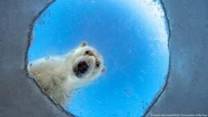 Orcas and polar bears: the best wildlife photos of 2026