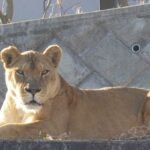 Three lions die of suspected heatstroke at Japan zoo