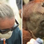 Orangutans in danger as wildfires blaze through Indonesia