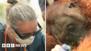 Orangutans in danger as wildfires blaze through Indonesia