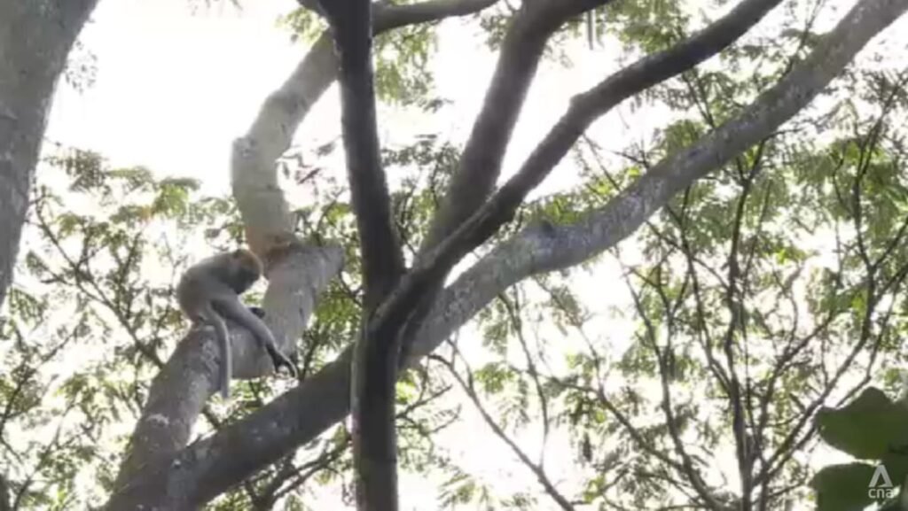 NParks sterilising long-tailed macaques at Maju Forest to manage population
