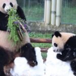 Atlanta is getting pandas: China’s Xi revives a longtime diplomatic strategy at summit with U.S.