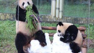 Atlanta is getting pandas: China’s Xi revives a longtime diplomatic strategy at summit with U.S.