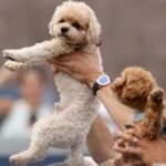 Players find comfort and companionship with canines on tour