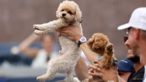 Players find comfort and companionship with canines on tour