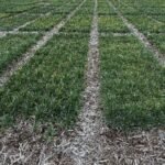 Syngenta files for Hong Kong IPO that could raise $5 billion, Bloomberg News reports