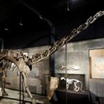 Spanish scientists find first evidence of Diplodocus dinosaur in Europe