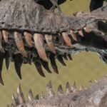 Tooth study shows T. rex was warmblooded, with human-like temperature