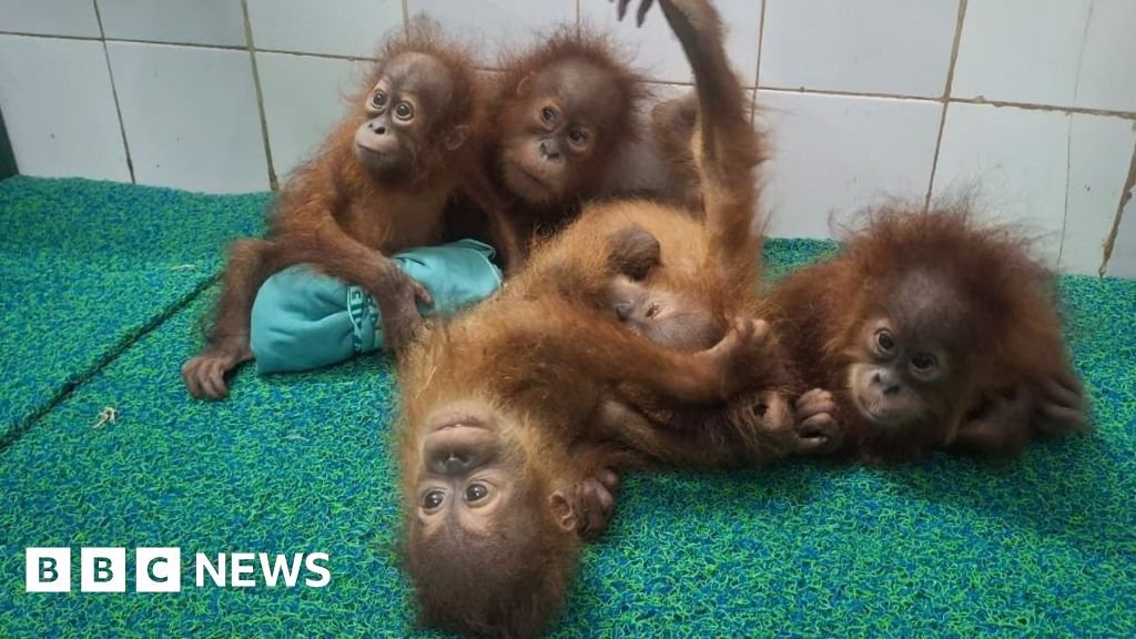 Odisha: Five baby orangutans found in India forest spark trafficking investigation