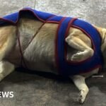 Fat dogs of Delhi: The unusual election gripping the Indian capital