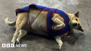 Fat dogs of Delhi: The unusual election gripping the Indian capital