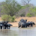 African Parks: A question of power and abuse