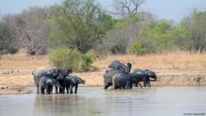 African Parks: A question of power and abuse