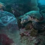 World lagging on key UN biodiversity targets