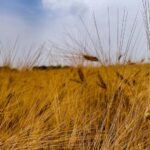 Reduced tariffs on Ukrainian goods worry Moldovan farmers