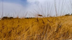 Reduced tariffs on Ukrainian goods worry Moldovan farmers