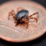 Germany, Kosovo unite against ticks carrying deadly virus