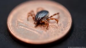 Germany, Kosovo unite against ticks carrying deadly virus