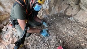 Spain’s vulture nests hold centuries of historic treasures