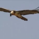 Spain: The secret of the vulture nests