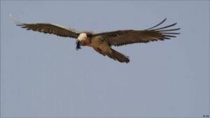 Spain: The secret of the vulture nests