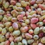 Iran and US: Two countries and the pistachio between them