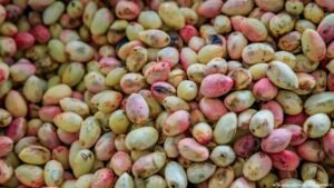 Iran and US: Two countries and the pistachio between them