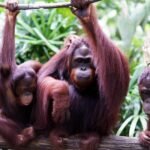 India: 5 baby orangutans rescued, smuggling suspected