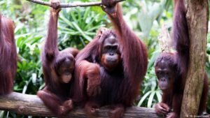 India: 5 baby orangutans rescued, smuggling suspected