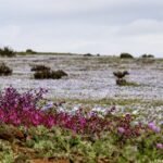 What happens when El Nino meets climate change?