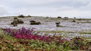 What happens when El Nino meets climate change?