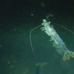 Can indoor shrimp farming compete with imports?