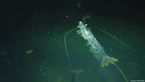 Can indoor shrimp farming compete with imports?
