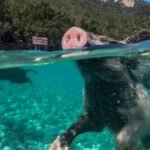 Swimming with pigs in Greece