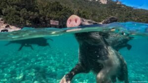 Swimming with pigs in Greece