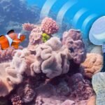 Bringing dead coral reefs back to life with art?