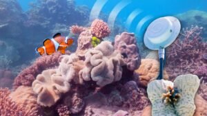 Bringing dead coral reefs back to life with art?